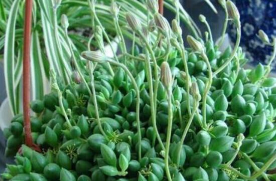 佛珠吊蘭的養(yǎng)殖方法和注意事項，老農(nóng)總結(jié)六