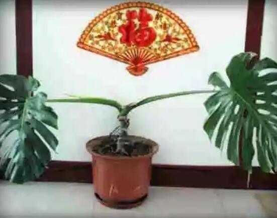 龜背竹滴水是怎么回事，只是一種正常的吐水