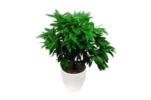 室內(nèi)養(yǎng)平安樹的好處，旺運(yùn)勢還健康