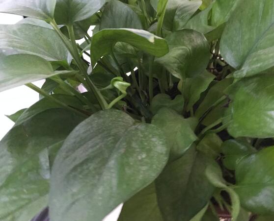 綠蘿有毒嗎,有毒千萬別當菜吃