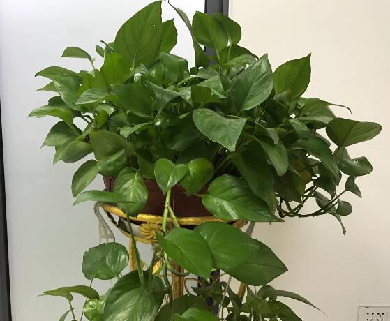 綠蘿有毒嗎,有毒千萬別當菜吃