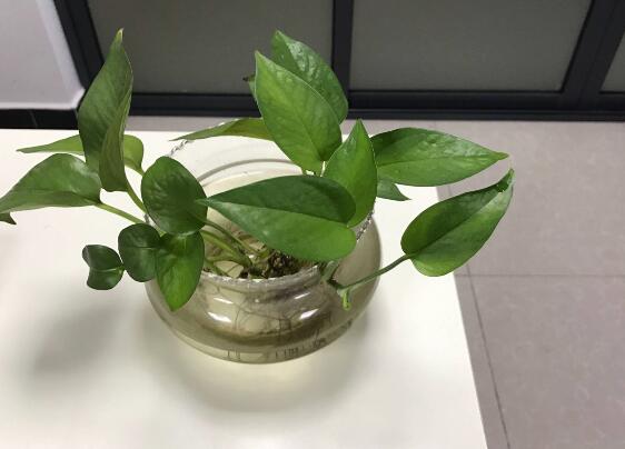 綠蘿有毒嗎,有毒千萬別當菜吃
