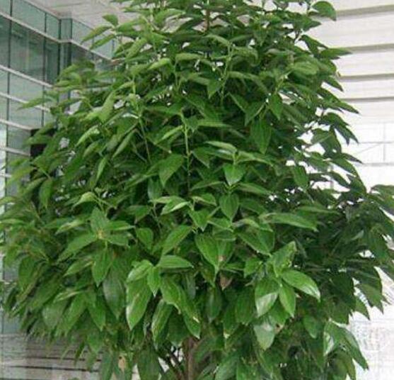 平安樹發(fā)黃脫落怎么辦,平安樹養(yǎng)殖方法與技巧