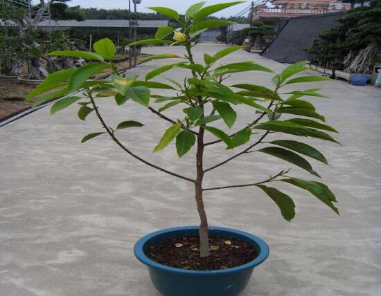 白蘭花怎么養殖，白蘭花的養殖方法及注意事項