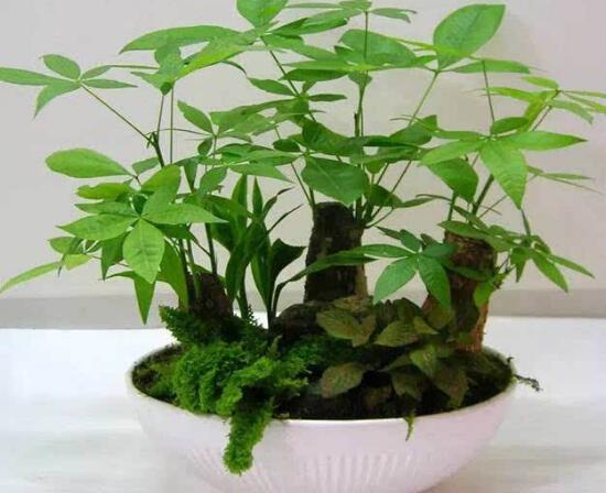 小發財樹為什么要砍頭,發財樹鋸掉后如何發芽