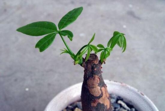 小發財樹為什么要砍頭,發財樹鋸掉后如何發芽