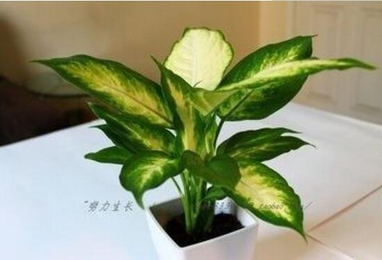 花葉萬年青有毒嗎,花葉萬年青能放室內(nèi)嗎