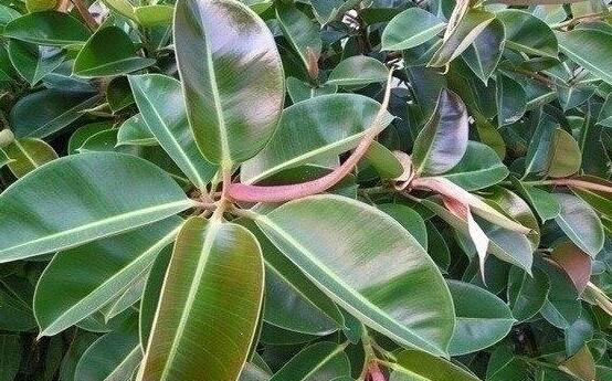 橡皮樹有毒嗎,橡皮樹能放在臥室嗎