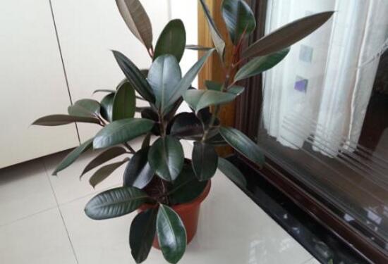 橡皮樹的好處,六大好處深受喜愛