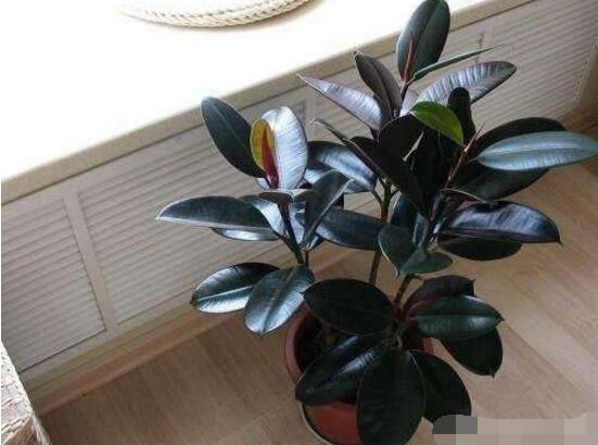 橡皮樹的好處,六大好處深受喜愛