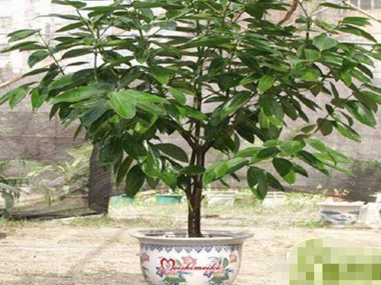 平安樹圖片,平安樹開花圖片