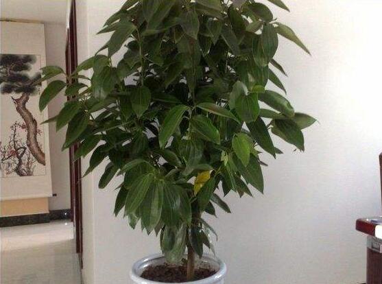 平安樹圖片,平安樹開花圖片