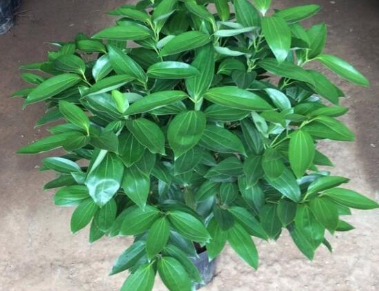 平安樹圖片,平安樹開花圖片