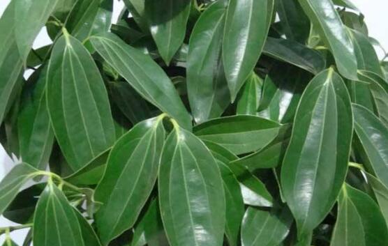 平安樹圖片,平安樹開花圖片