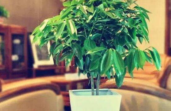 平安樹圖片,平安樹開花圖片
