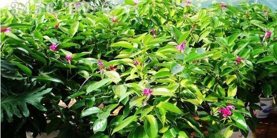 平安樹圖片,平安樹開花圖片