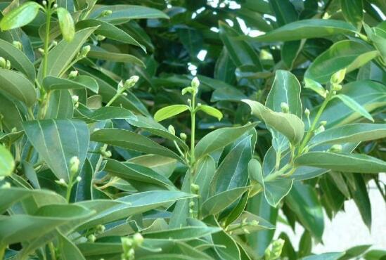 平安樹圖片,平安樹開花圖片