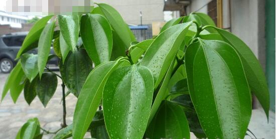 平安樹圖片,平安樹開花圖片