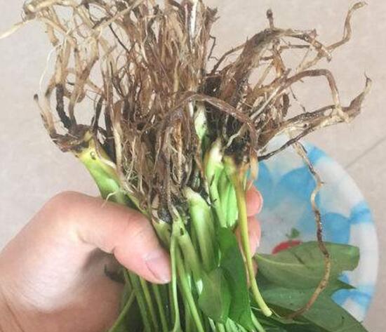 一帆風順為什么會爛根,一帆風順爛根了怎么辦