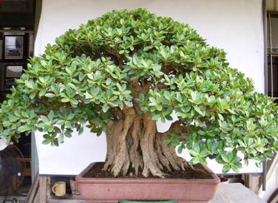 榕樹圖片,榕樹開花圖片