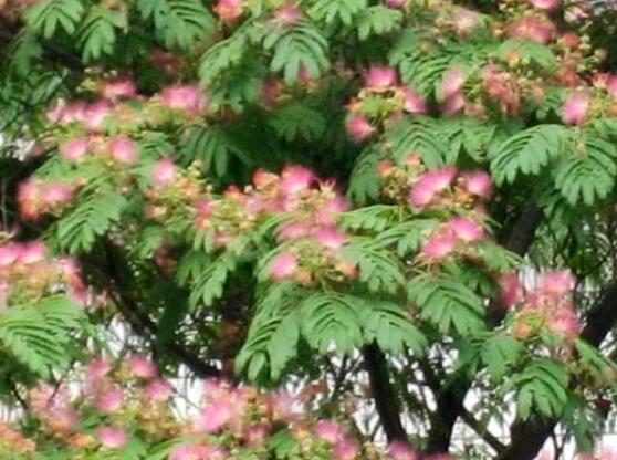 榕樹圖片,榕樹開花圖片