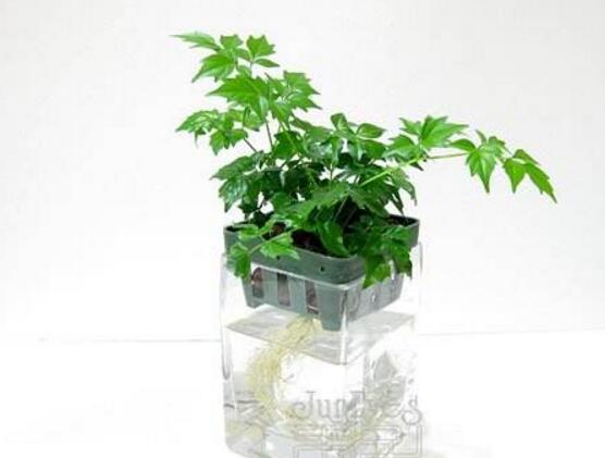 幸福樹可以水培嗎,幸福樹水培方法