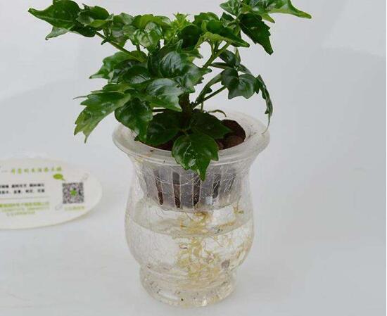 幸福樹可以水培嗎,幸福樹水培方法