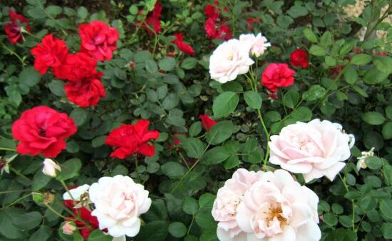 月季花怎么養(yǎng),月季花的養(yǎng)殖方法