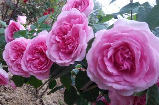 月季花有幾種顏色,月季花品種圖片大全