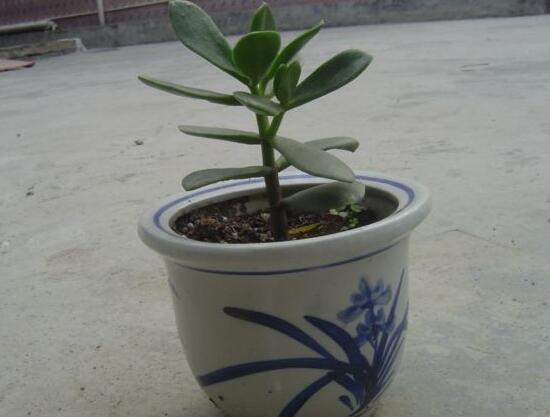 玉樹爛根了怎么辦該如何挽救,玉樹爛根后怎樣移栽