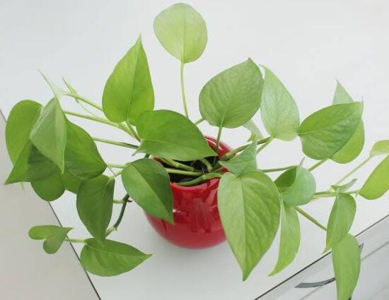 綠蘿會開花嗎,綠蘿開花預示著什么