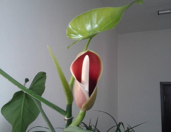 綠蘿會開花嗎,綠蘿開花預示著什么