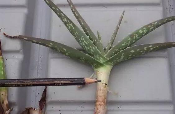 蘆薈怎么修剪,蘆薈修剪方法