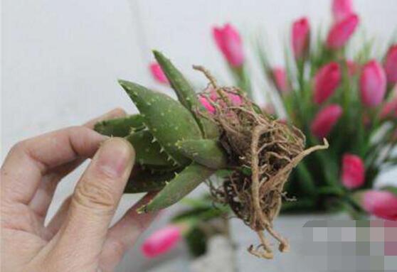 蘆薈亂根怎么辦,蘆薈亂根解決辦法