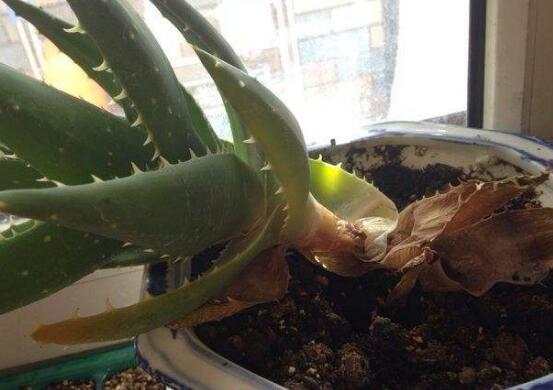 蘆薈亂根怎么辦,蘆薈亂根解決辦法