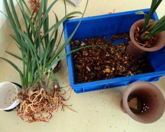 蘭花怎么繁殖,蘭花繁殖方法