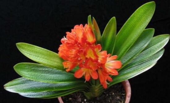 君子蘭什么時(shí)候開花,君子蘭開花有什么兆頭