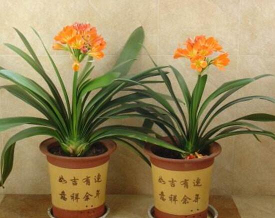 君子蘭什么時(shí)候開花,君子蘭開花有什么兆頭