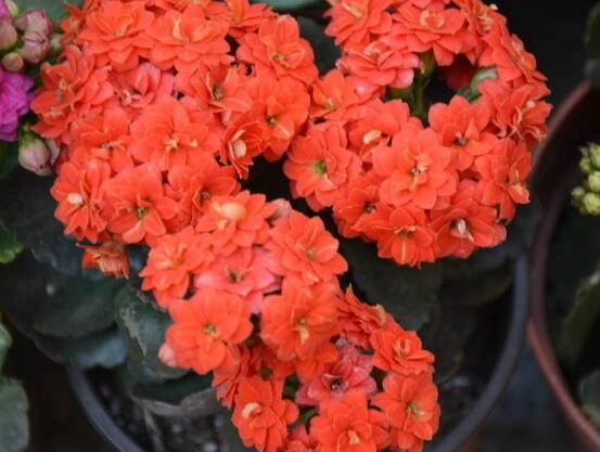 長壽花有毒嗎,長壽花可以放入臥室養嗎