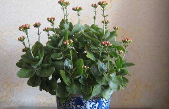 長(zhǎng)壽花爛根怎么辦,長(zhǎng)壽花爛根解決辦法