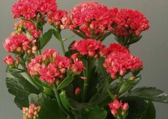 長(zhǎng)壽花爛根怎么辦,長(zhǎng)壽花爛根解決辦法