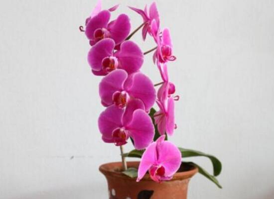 蝴蝶蘭花謝后怎么處理,最簡單蝴蝶蘭家庭養法