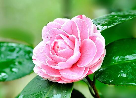 茶花怎么養才長得好，茶花養殖方法和注意事項