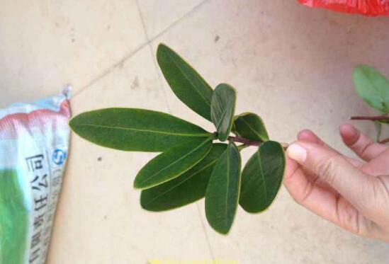 茶花怎么繁殖,茶花扦插生根最快方法