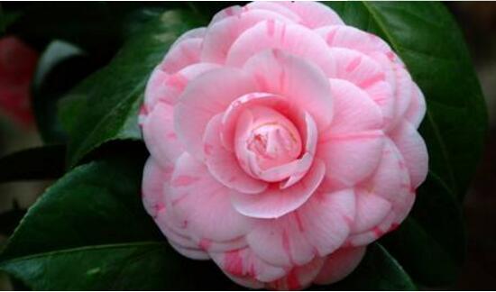 茶花的花語是什么,山茶花花語及代表意義