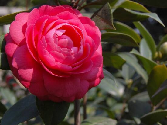 茶花的花語是什么,山茶花花語及代表意義