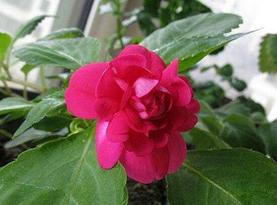 茶花什么時候開花,茶花一年開幾次花