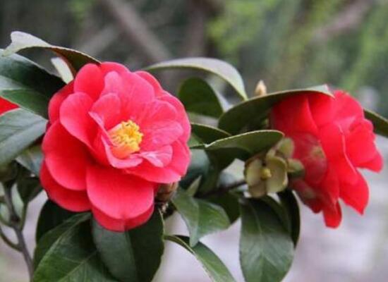 茶花什么時候開花,茶花一年開幾次花