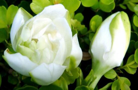 梔子花的花語(yǔ),梔子花代表永恒的愛(ài)與約定