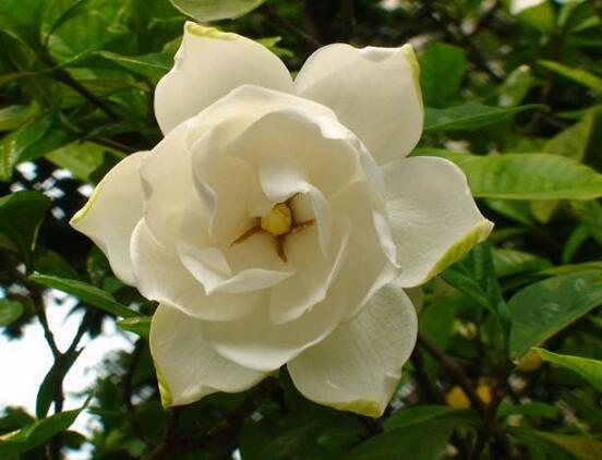 梔子花的花語(yǔ),梔子花代表永恒的愛(ài)與約定